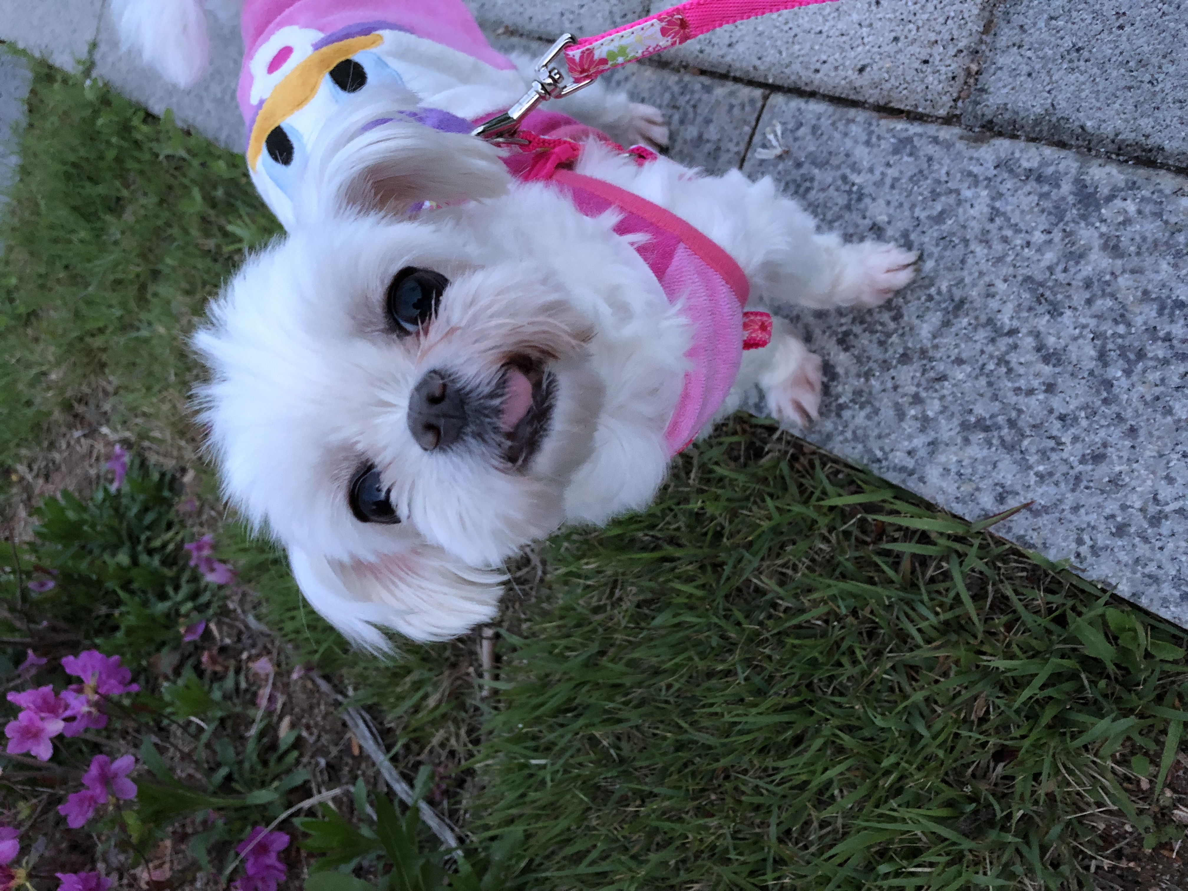 요다 아퍼요