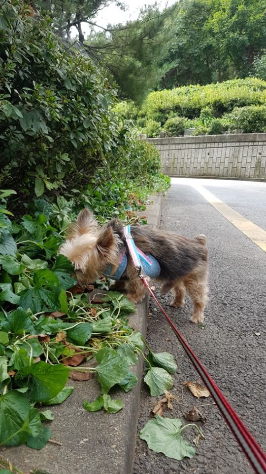 테리도 인사왔습니다^^
