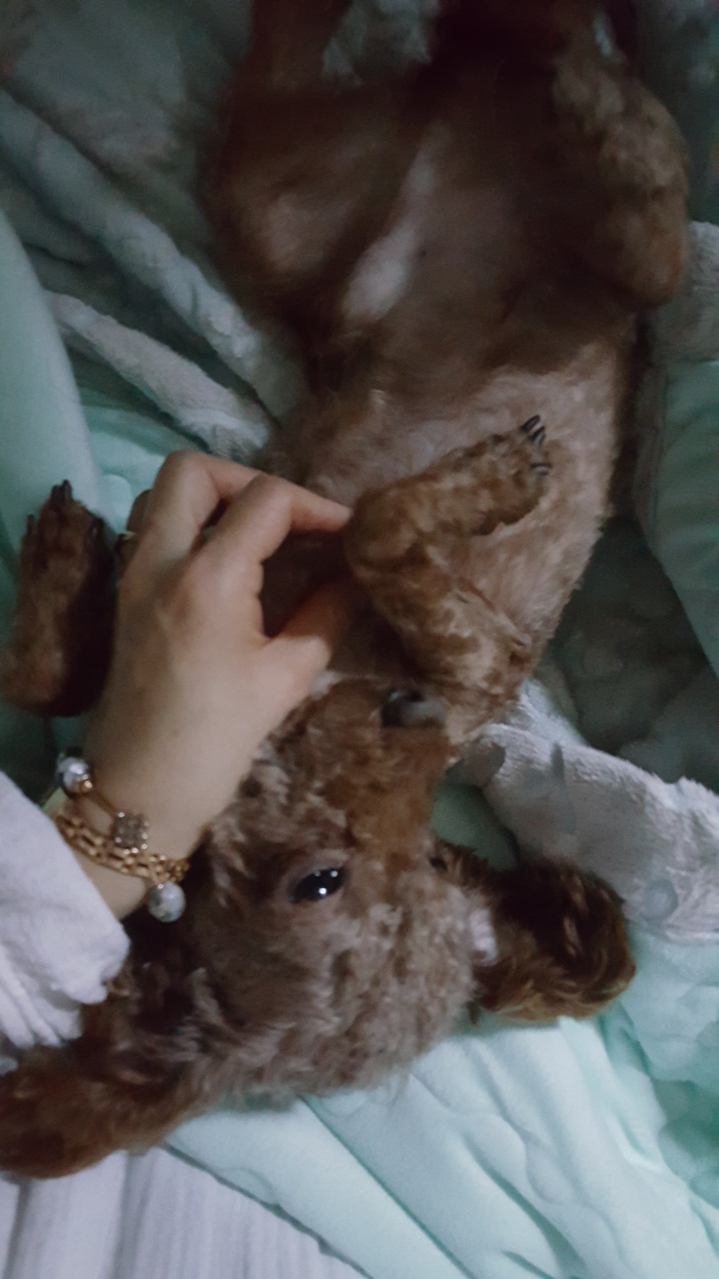 쵸파 입양후기 3달 째 입니다~^^