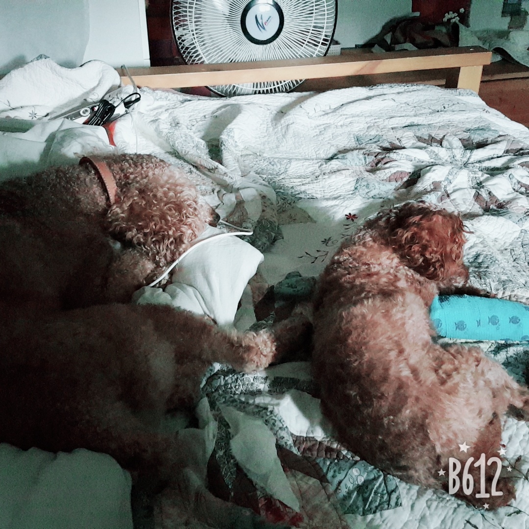 쵸파 입양후기 3달 째 입니다~^^