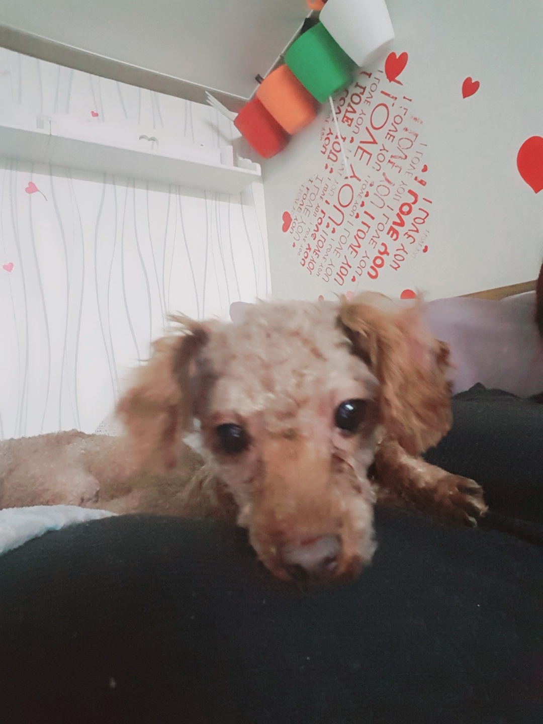 쵸파 입양후기 3달 째 입니다~^^