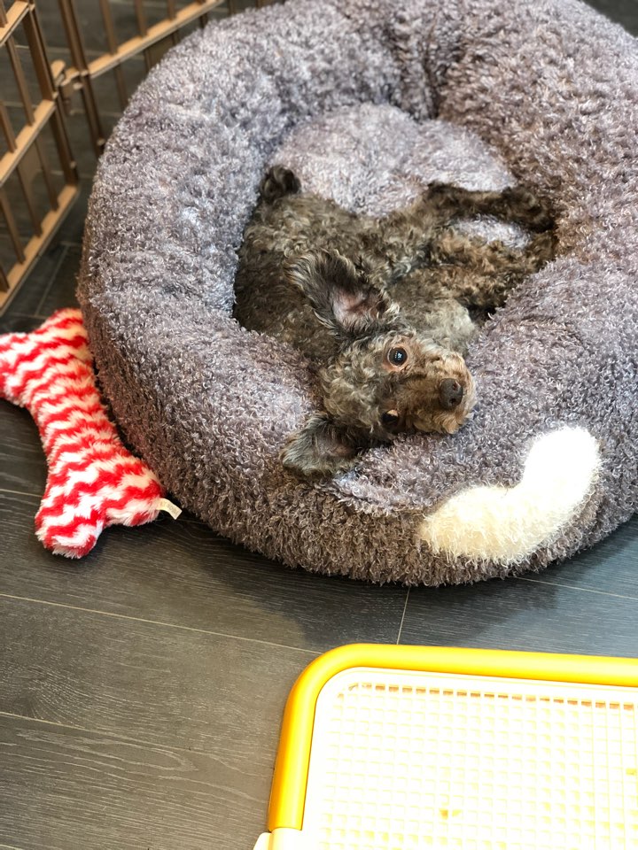 쫑긋쫑긋 메리 (세나)