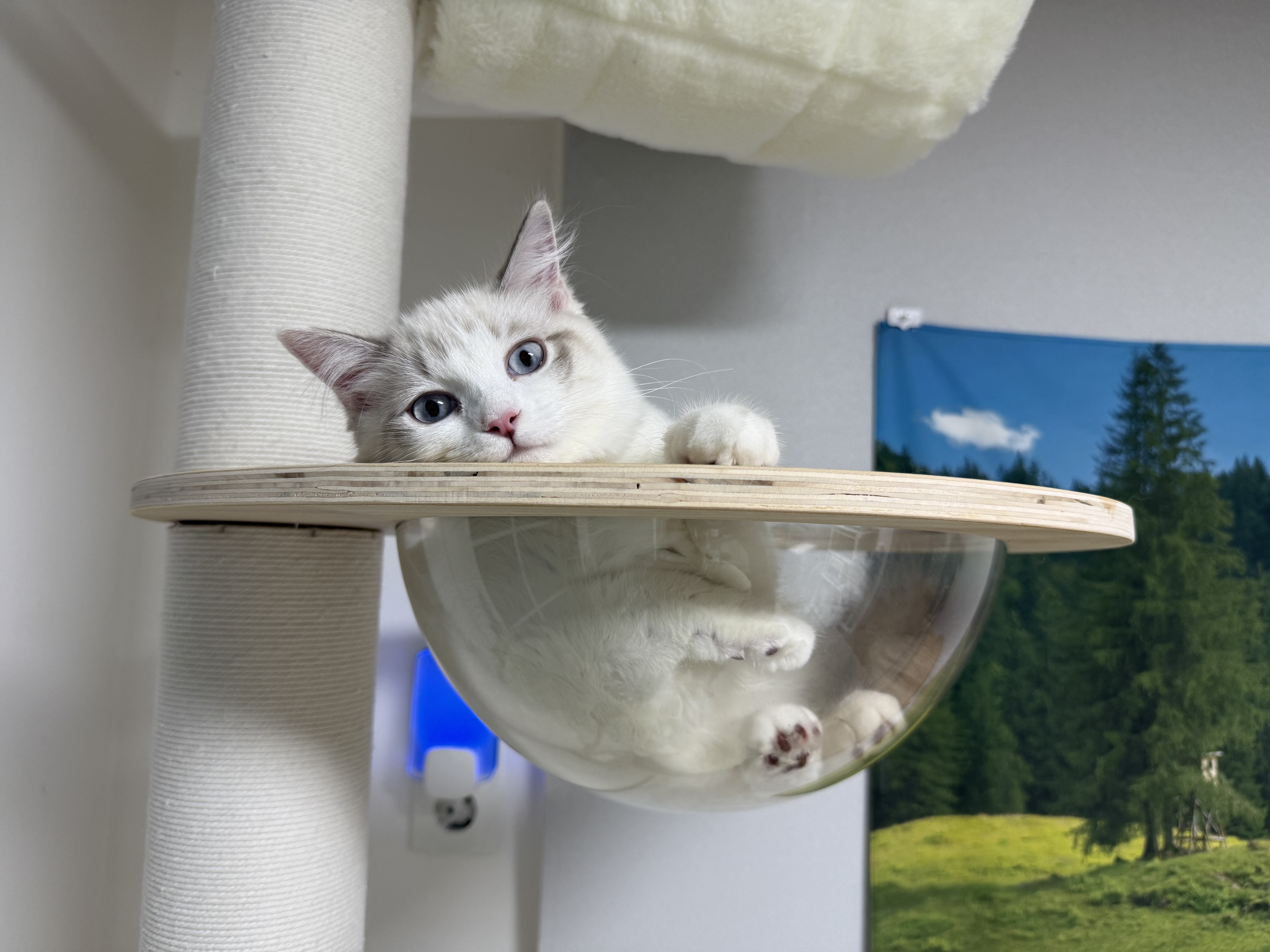 고로롱과의 세달:) <울산 구조묘 동둘이>