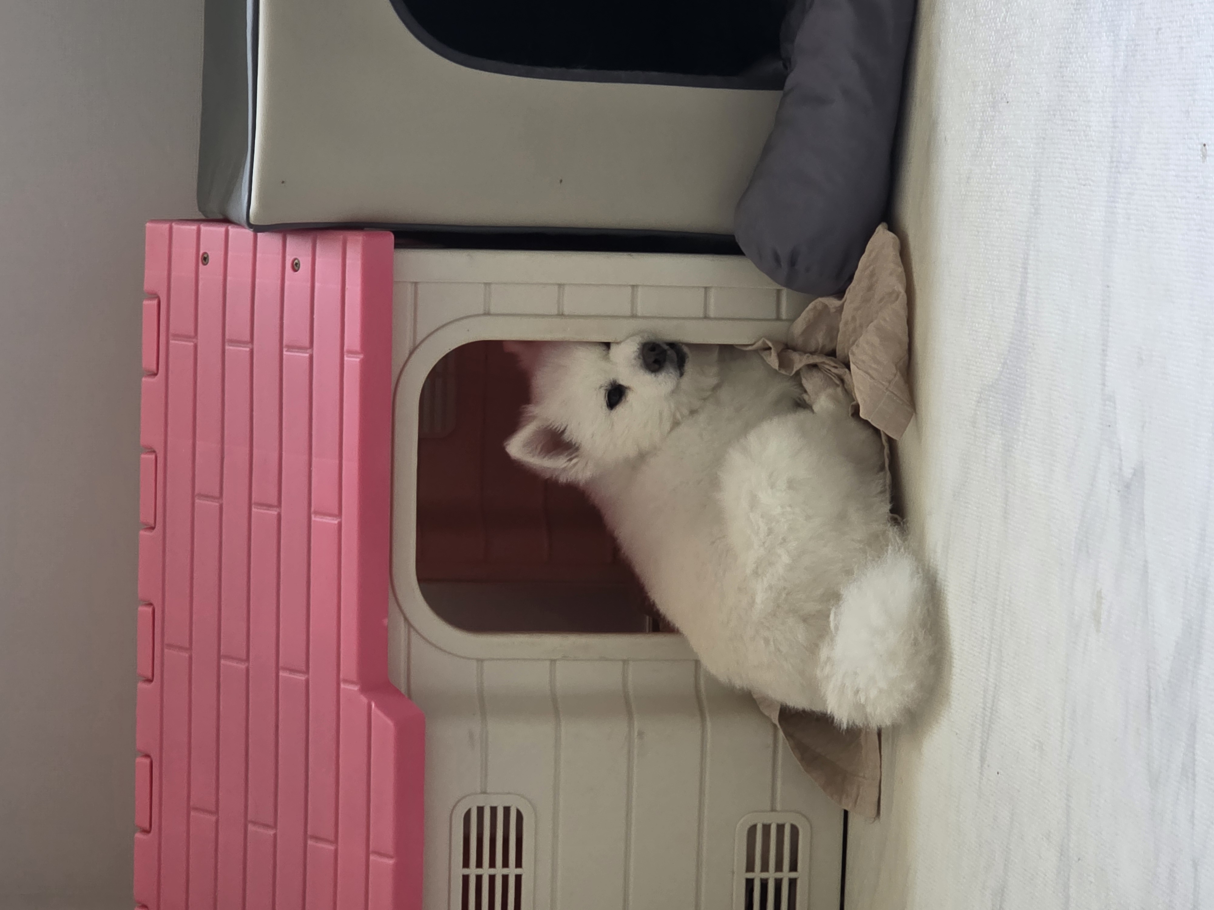 단비 (구 곤지암 포동이) 4년 근황