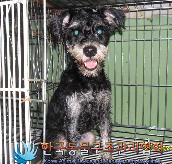 군자동에서 발견한 수컷 슈나우져 주인 찾습니다.