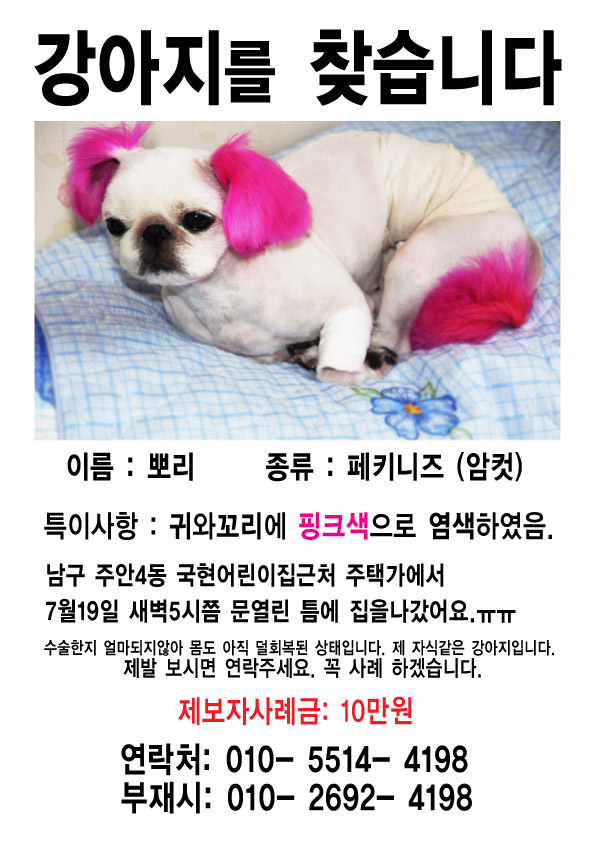 인천 남구 주안4동 핑크색귀와꼬리 페키니즈 찾습니다.