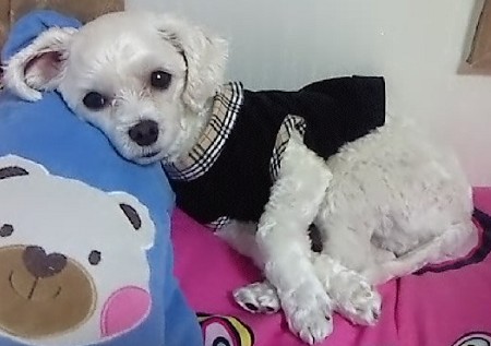 제키..남아..말티즈여...3살여
