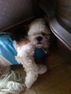 수원시 권선동 시츄(수컷)찾습니다