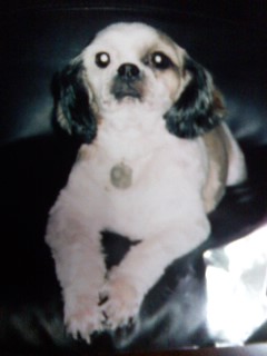 수원시 권선동 시츄(수컷)찾습니다