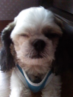 수원시 권선동 시츄(수컷)찾습니다