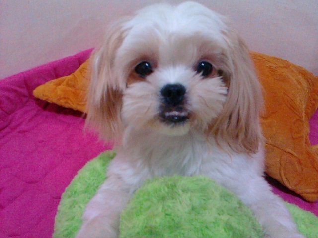 시츄 믹스견을 찾습니다.- 관악구/동작구/신대방2동 모자원길