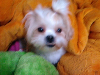 시츄 믹스견을 찾습니다.- 관악구/동작구/신대방2동 모자원길