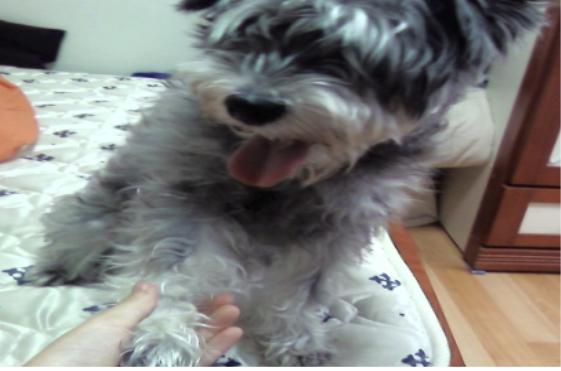 슈나 수컷 6월11일 광진구서 실종. 서울 경기권 모두서찾습니다