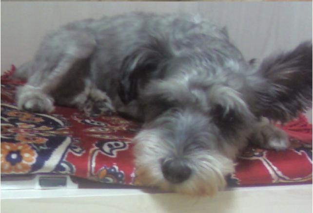 슈나 수컷 6월11일 광진구서 실종. 서울 경기권 모두서찾습니다