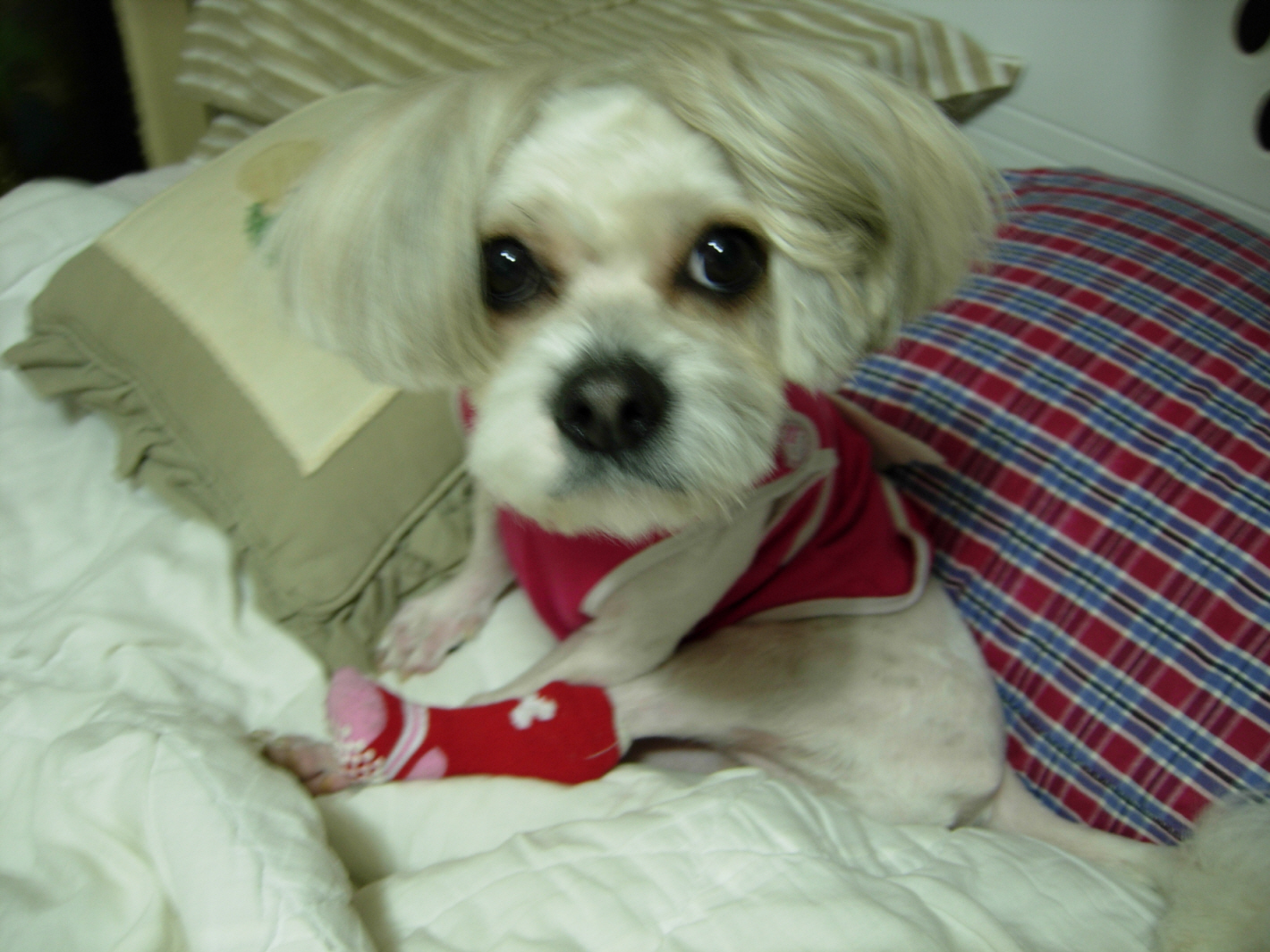 서울 동대문구 전농동... 말티즈믹스 찾습니다