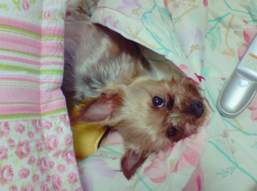 *** 신림동 /갈색 요크셔/ 암컷 찾아주세요ㅠ.ㅠ