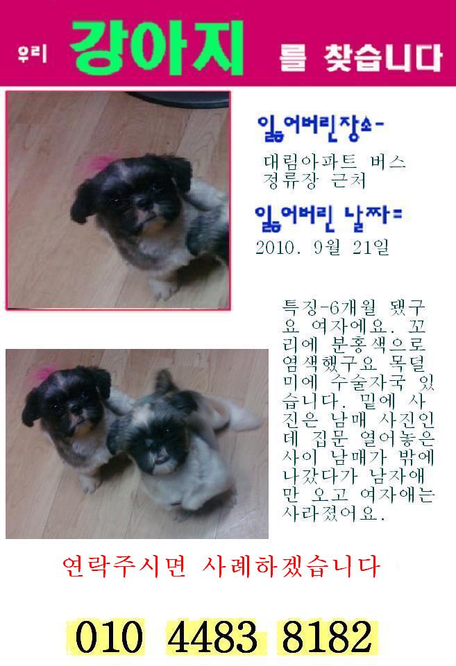 화곡동-시츄여아 찾습니다..