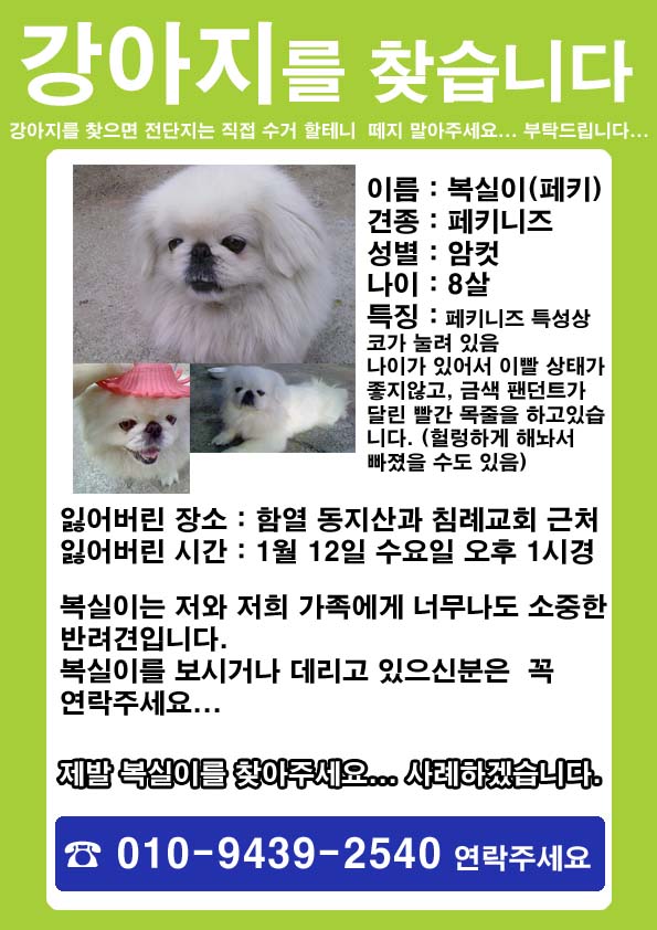 전북익산시함열 페키니즈 복실이를찾습니다