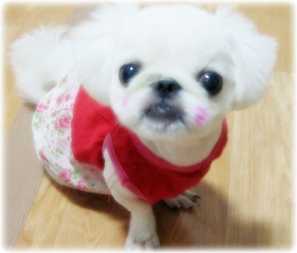 2010년12월 중순경 일산에서 잃어버린 1살된 페키여아 앙팡!!이를 찾습니다