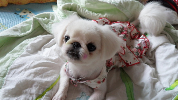 2010년12월 중순경 일산에서 잃어버린 1살된 페키여아 앙팡!!이를 찾습니다