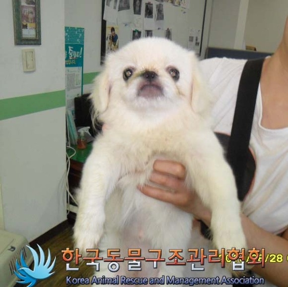 2010년12월 중순경 일산에서 잃어버린 1살된 페키여아 앙팡!!이를 찾습니다