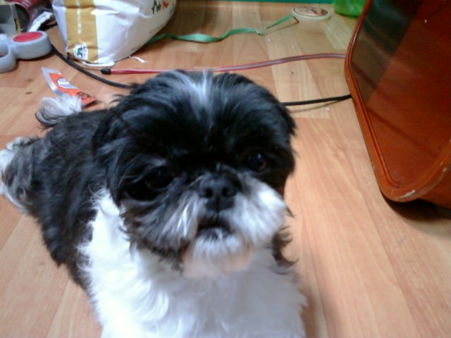 유기된블랙시츄여아 사진올립니다