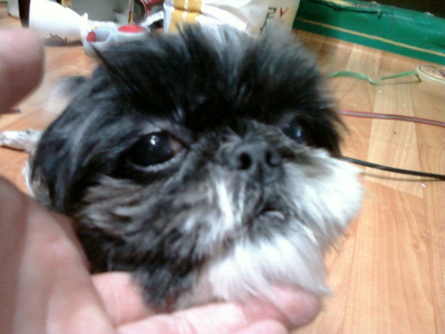 유기된블랙시츄여아 사진올립니다