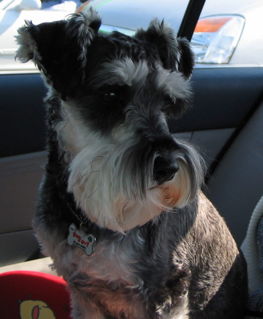 서대문구 실종된 슈나우져 찾습니다.