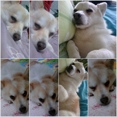 ★ 부산 동래구 온천동에서 실종 /발바리/수컷/12세