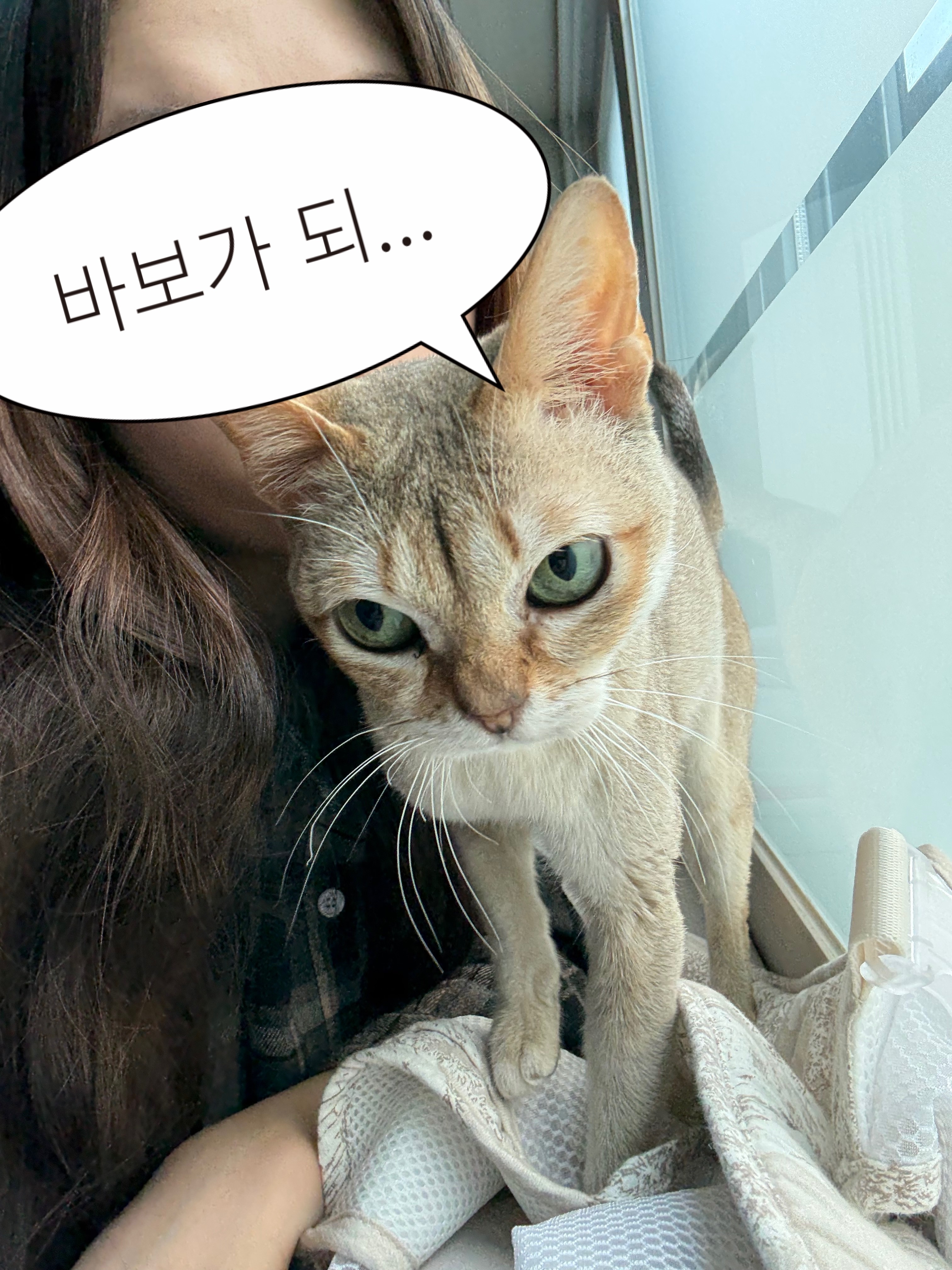 덕배(다요)의 3개월 입양 후기 🩷