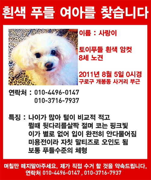 구로구 개봉동 부근 흰색 푸들 여아 찾아요
