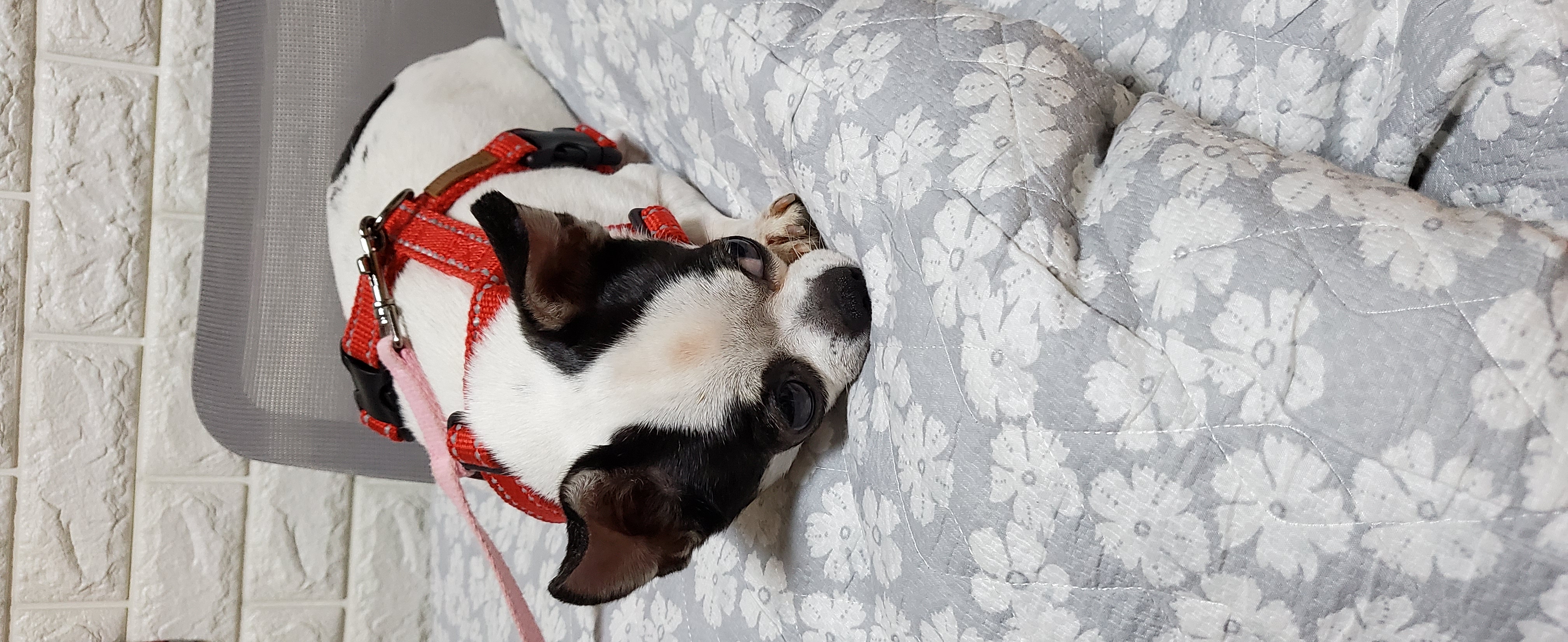 방울이  한달 후 이야기