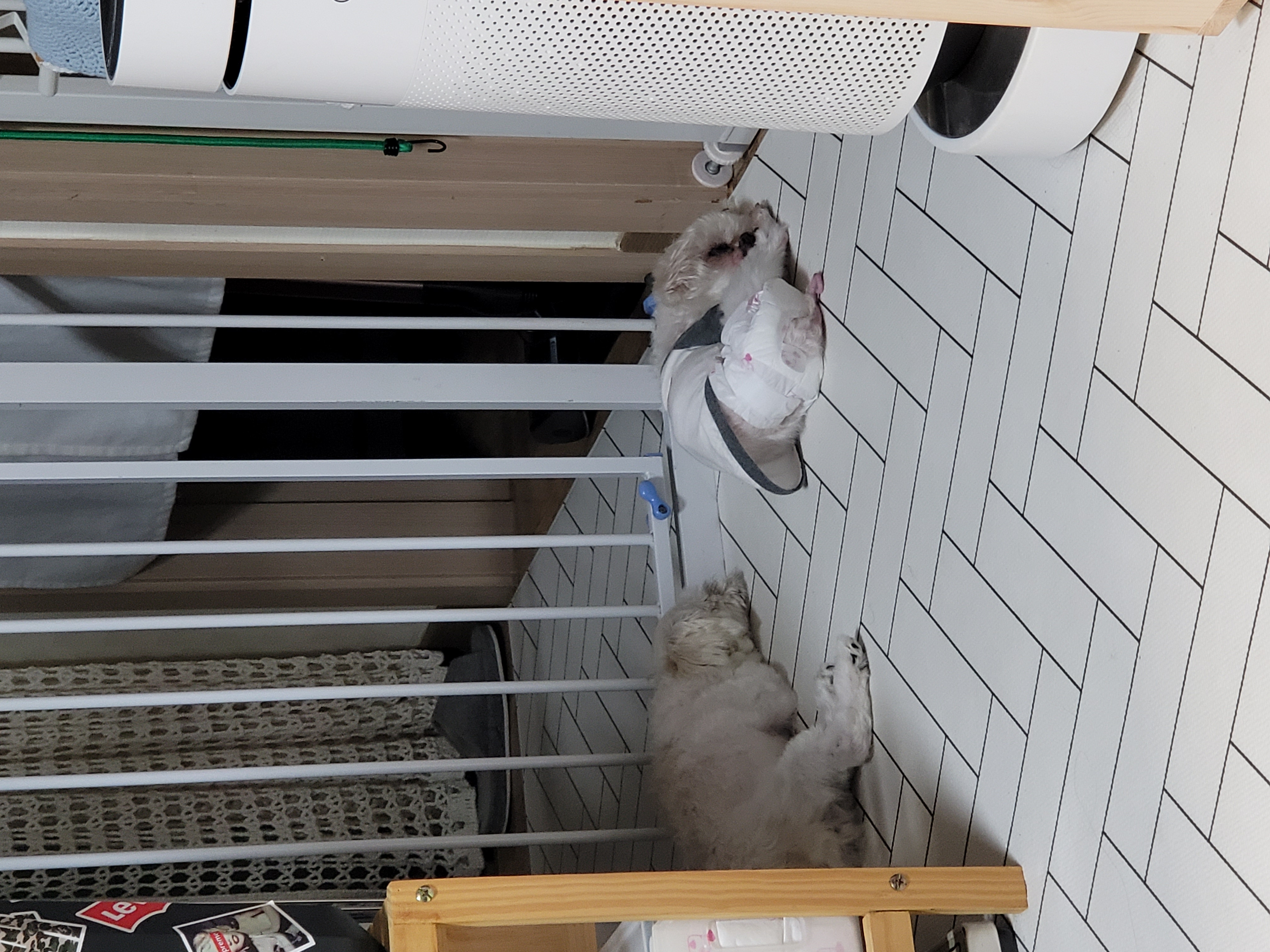 곤지암 길동이 입양 3개월