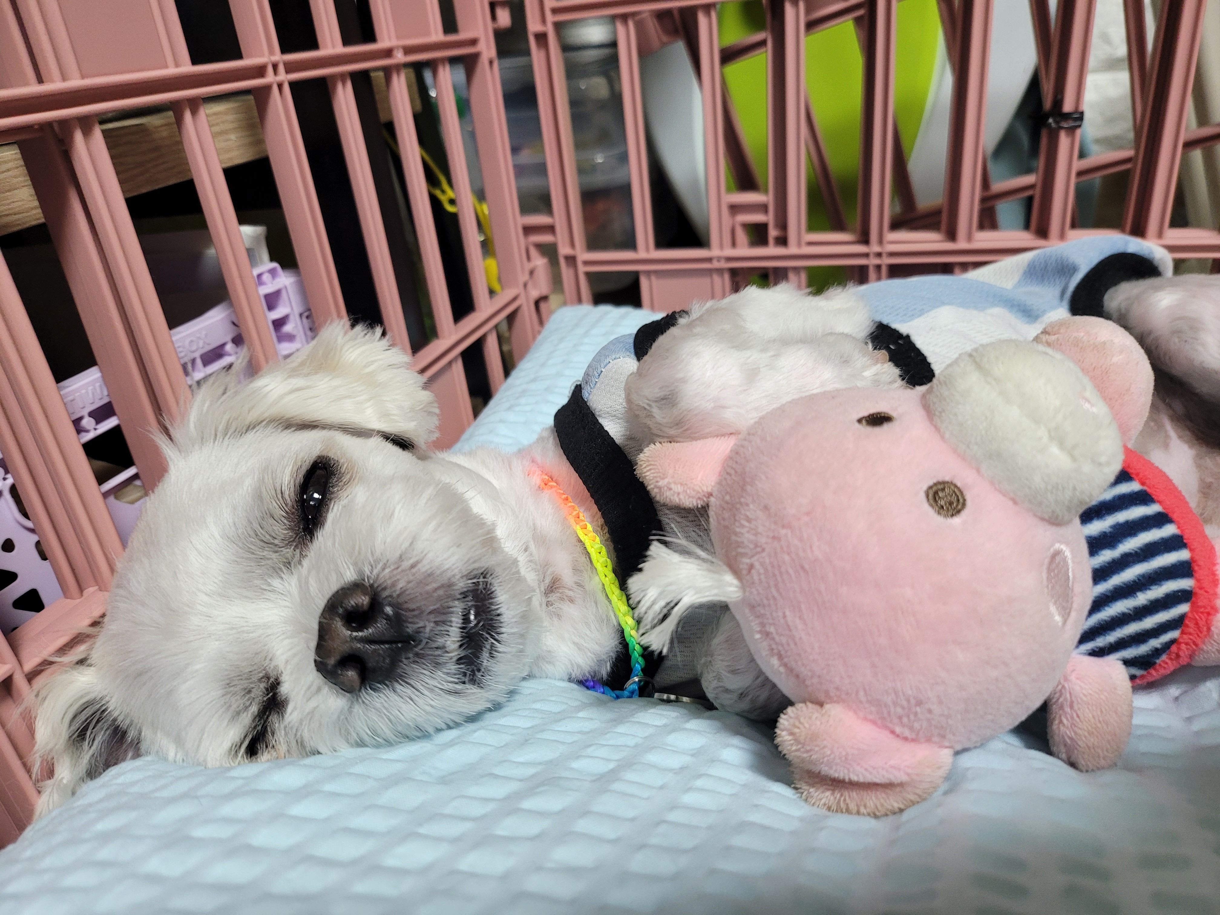 곤지암 길동이 입양 3개월