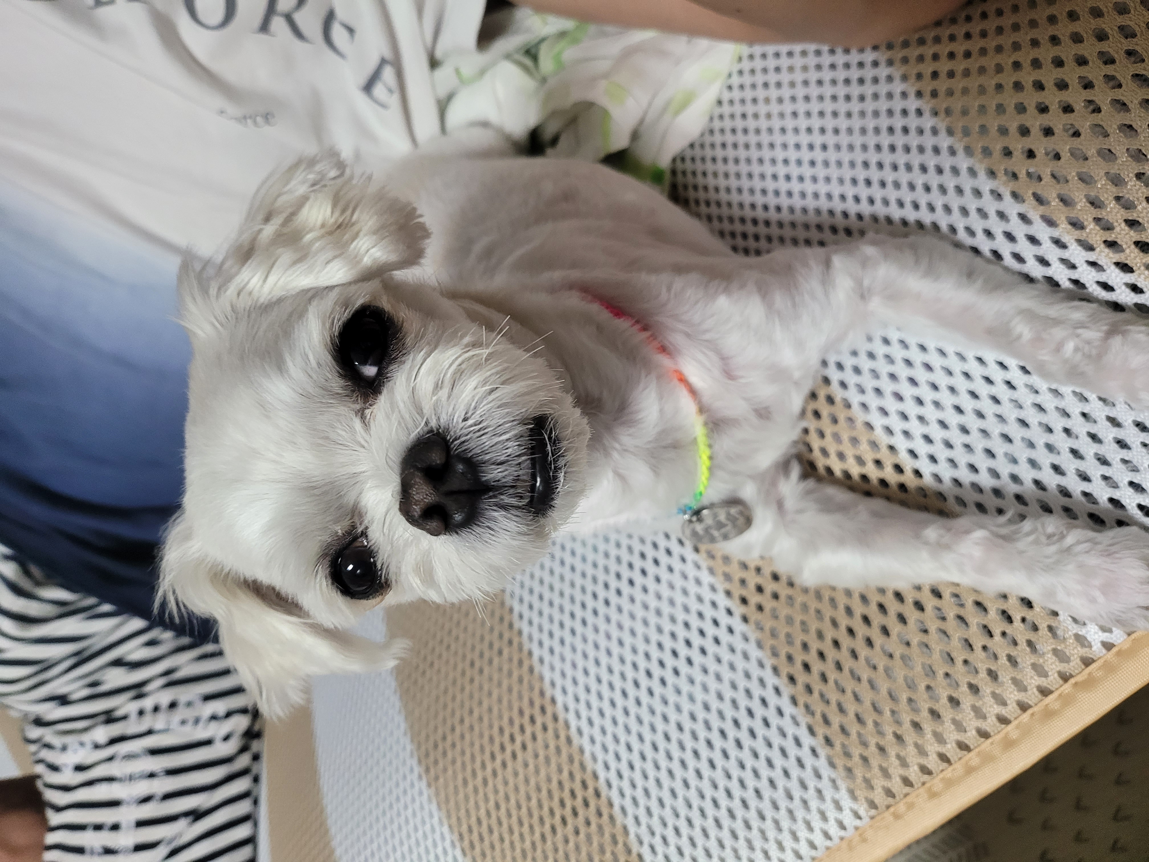 곤지암 길동이 입양 3개월