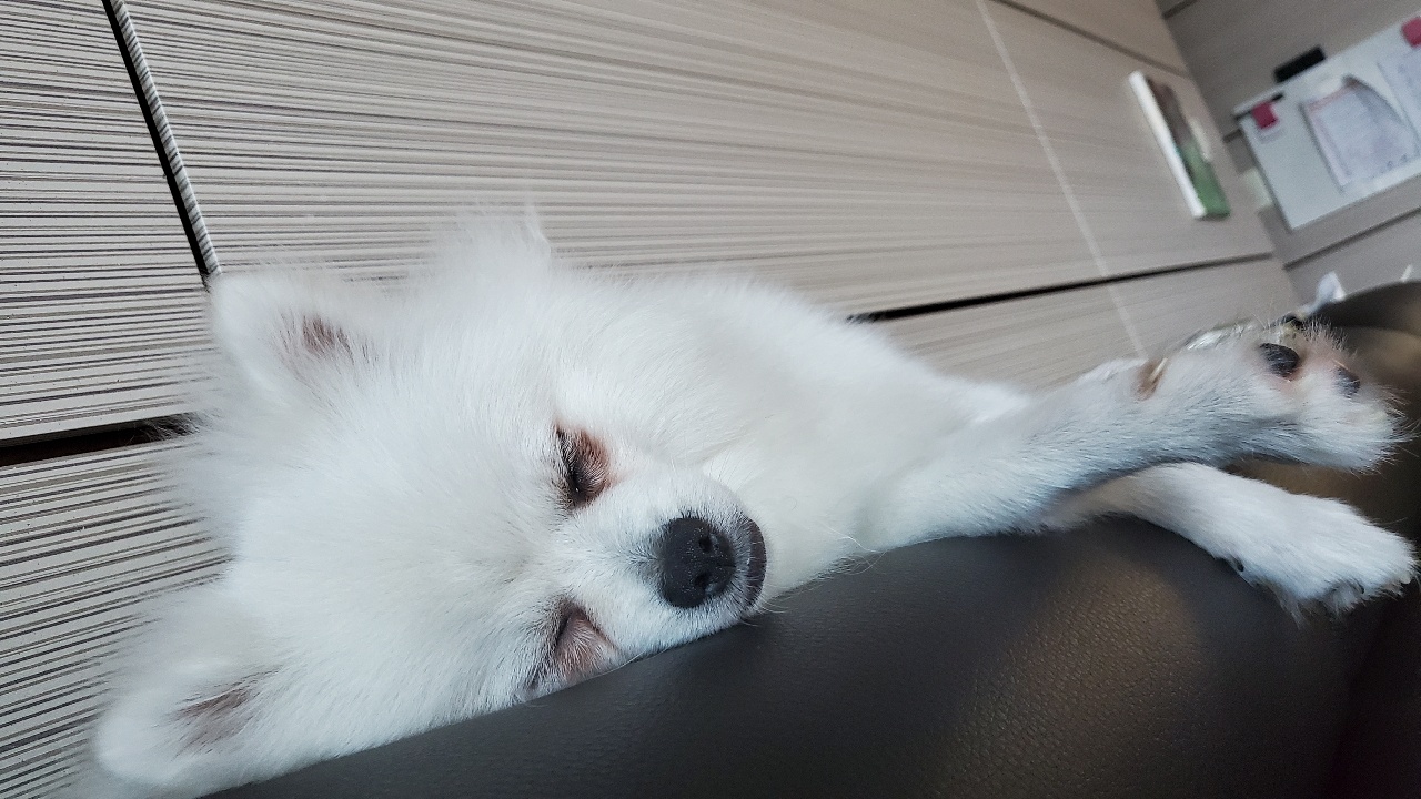 꾸일이 입양5개월 되었네요.