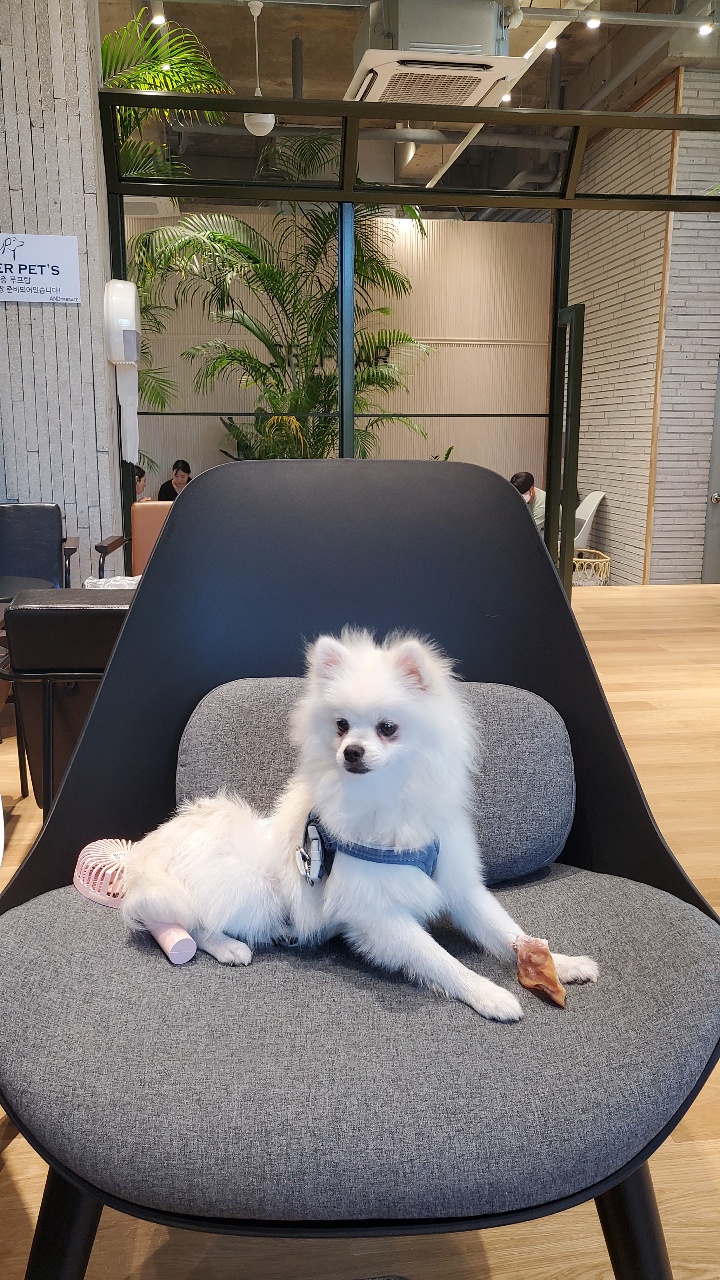 꾸일이 입양5개월 되었네요.