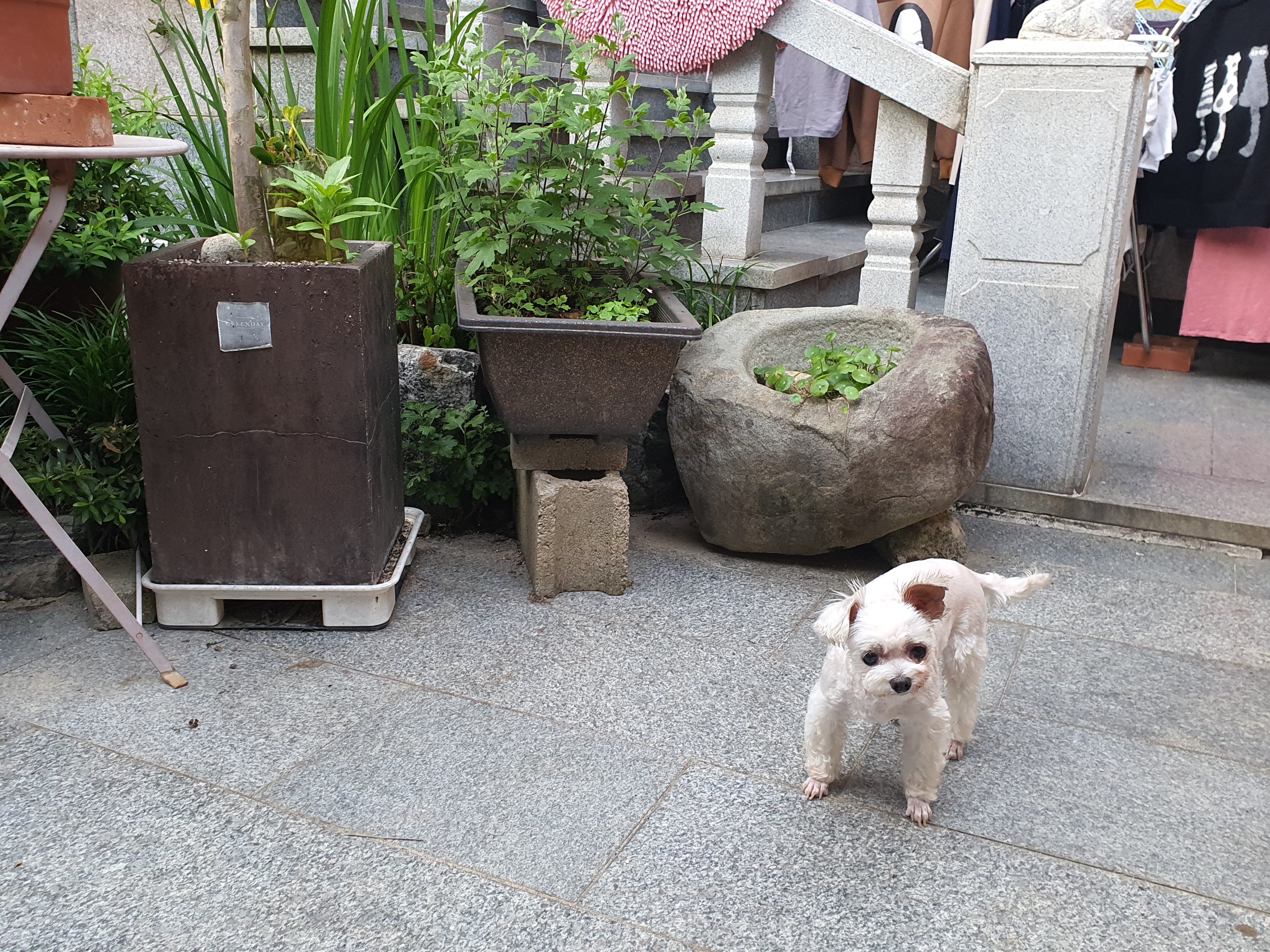 꽃님이 모모 3개월 늦은후기(곤지암10번과 칸쵸)