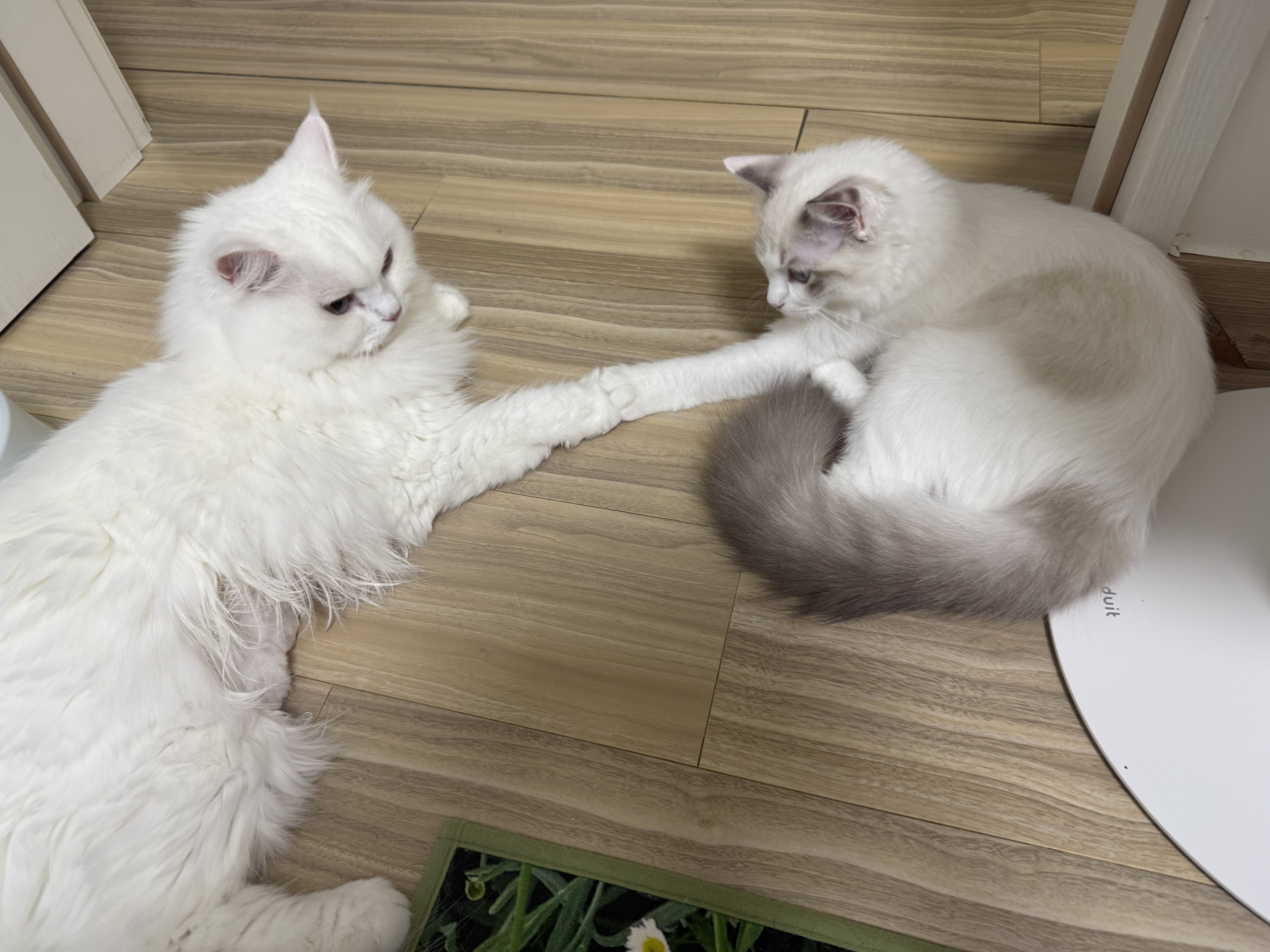 고로롱과의 세달:) <울산 구조묘 동둘이>