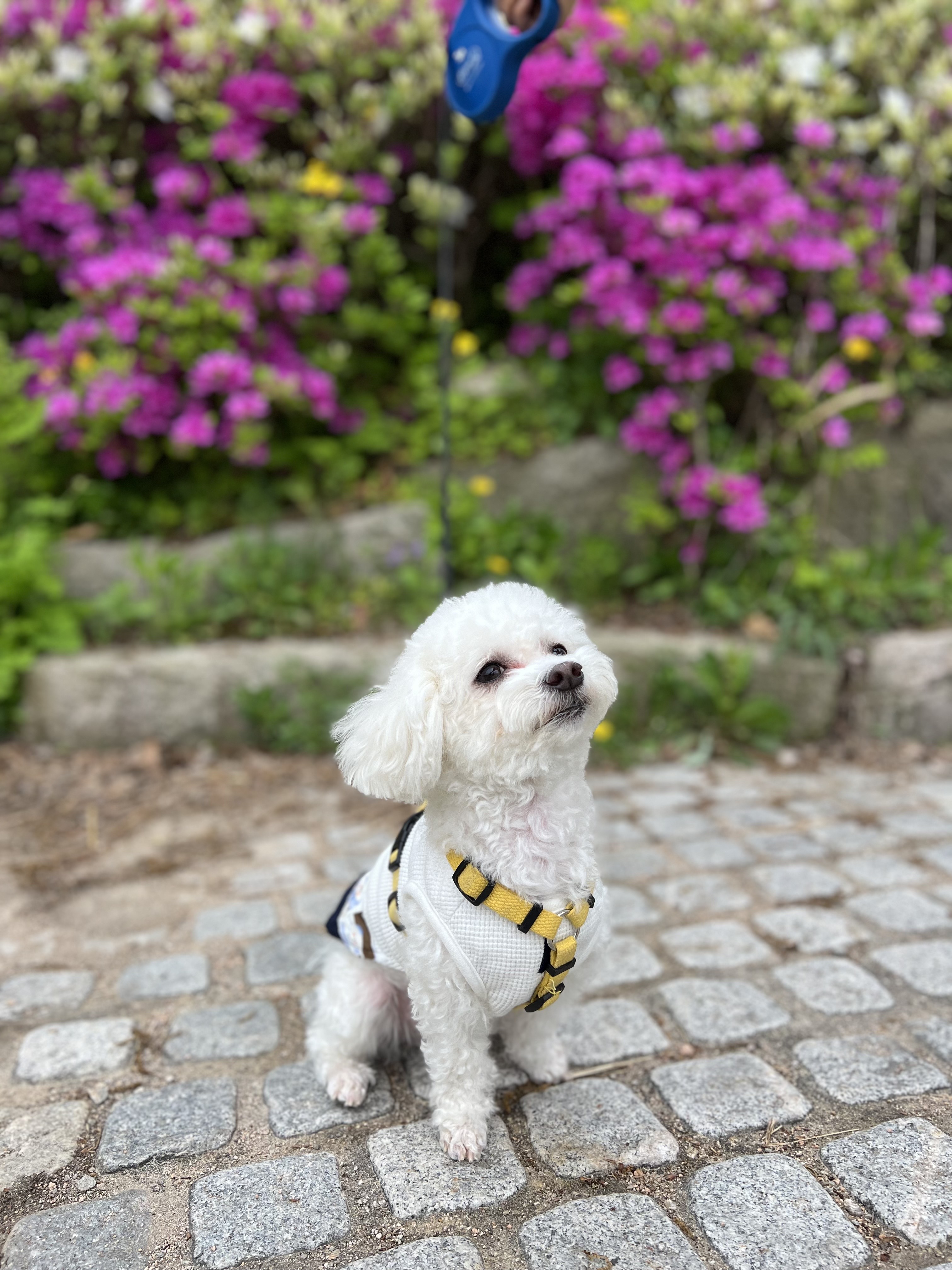 구 말랭..현 도담..1년되는날