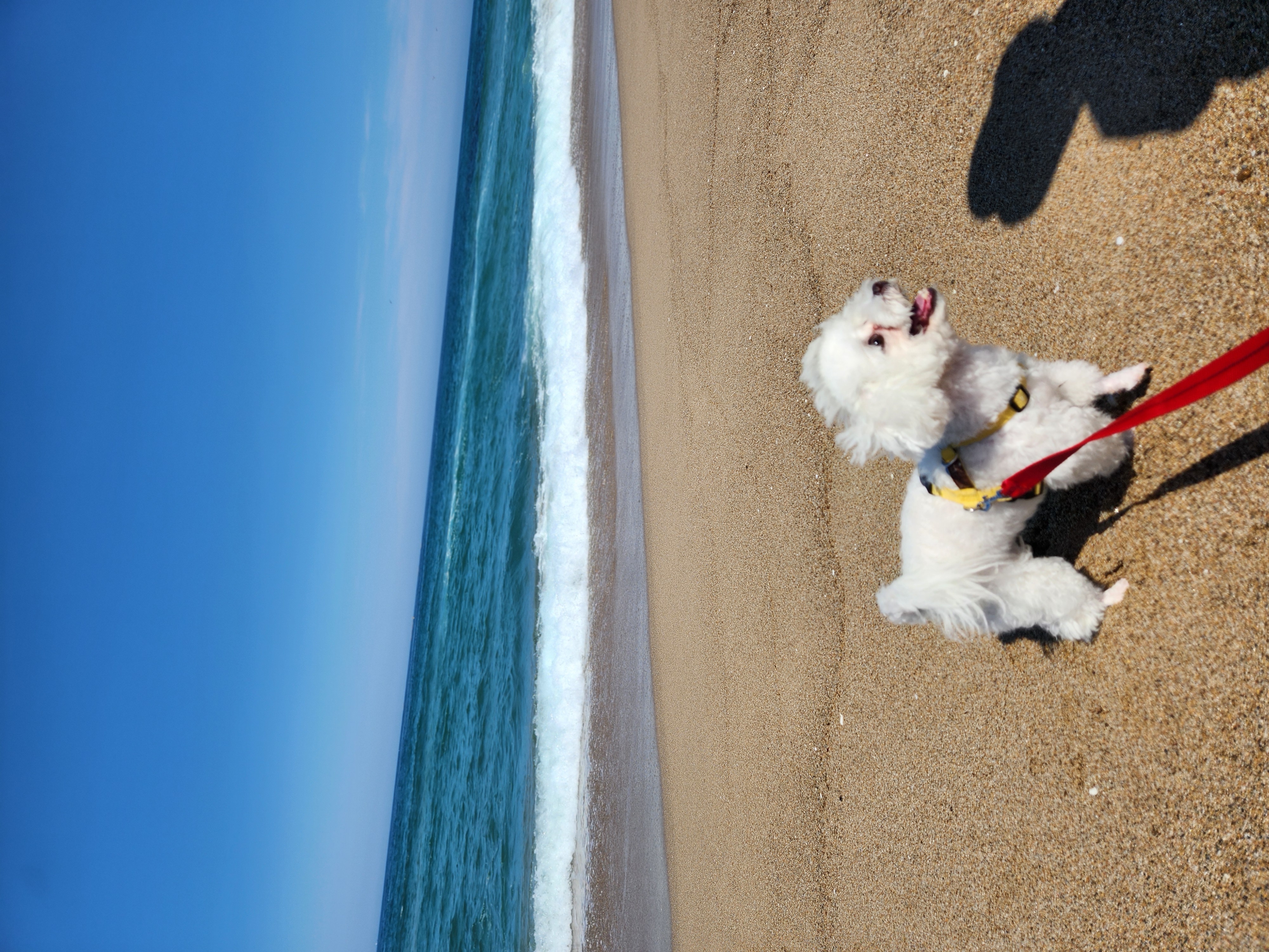 구 말랭..현 도담..1년되는날