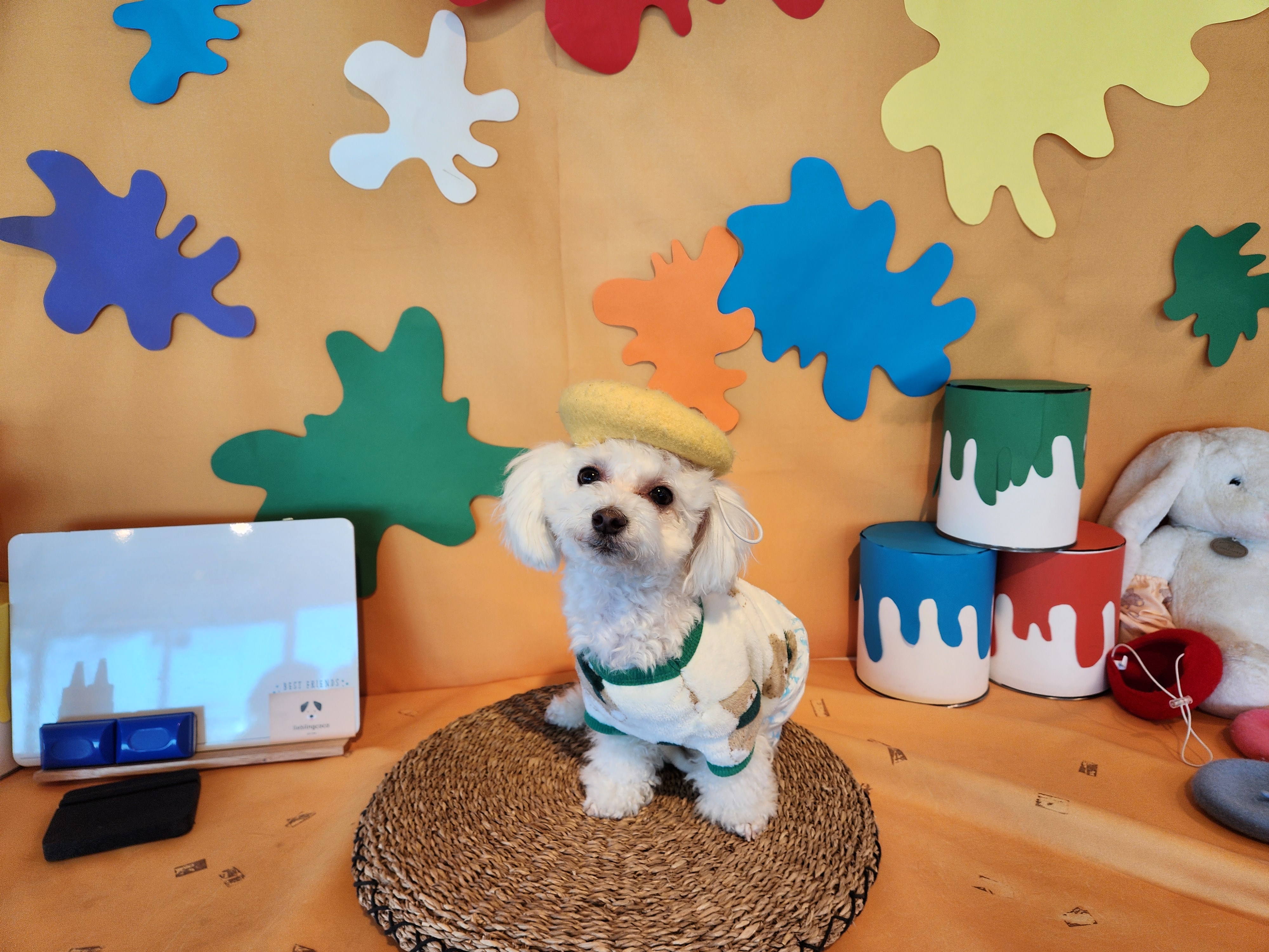 구 말랭..현 도담..1년되는날