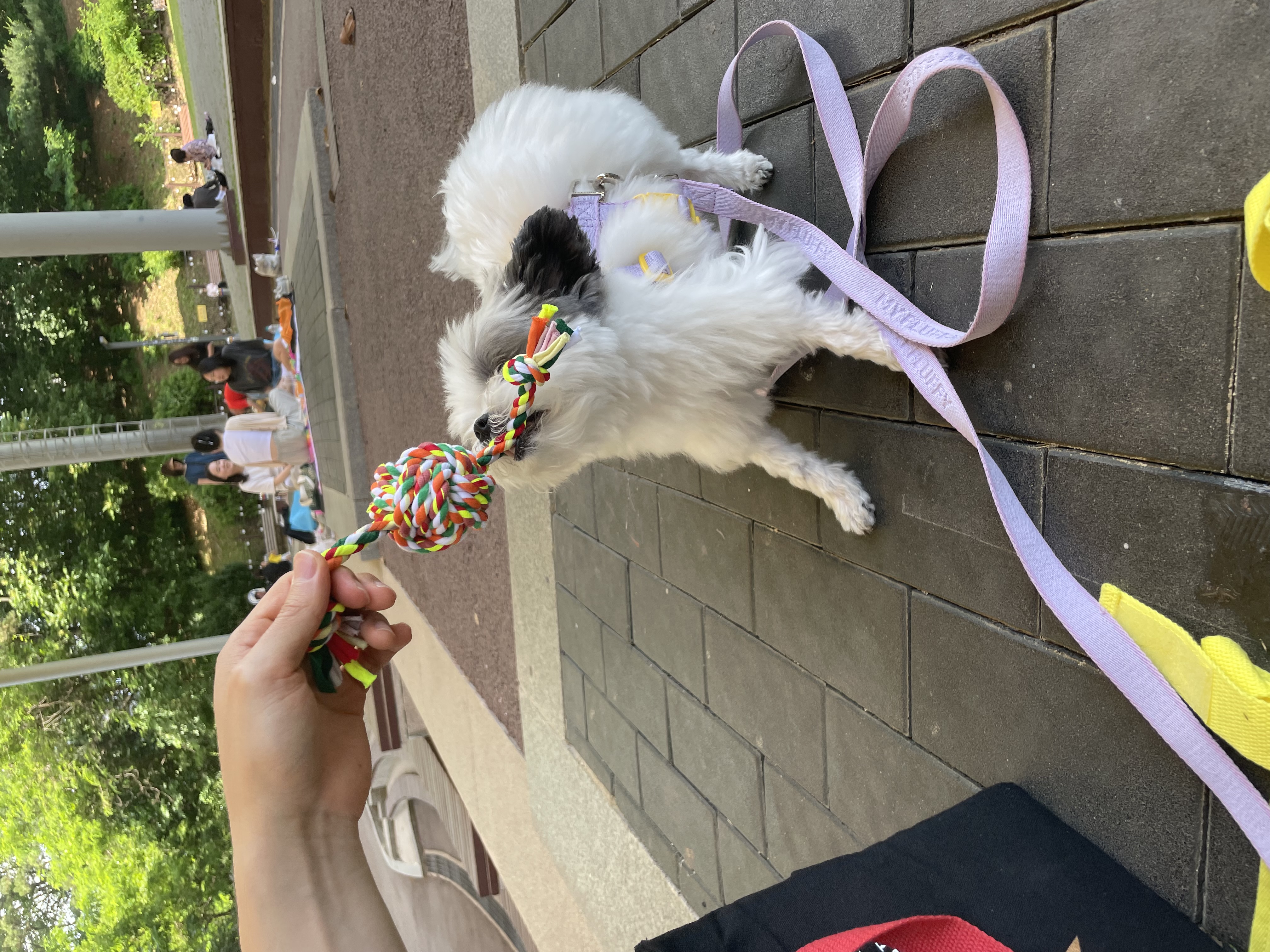 아산구조견 아뭉이 입양2주년 이야기