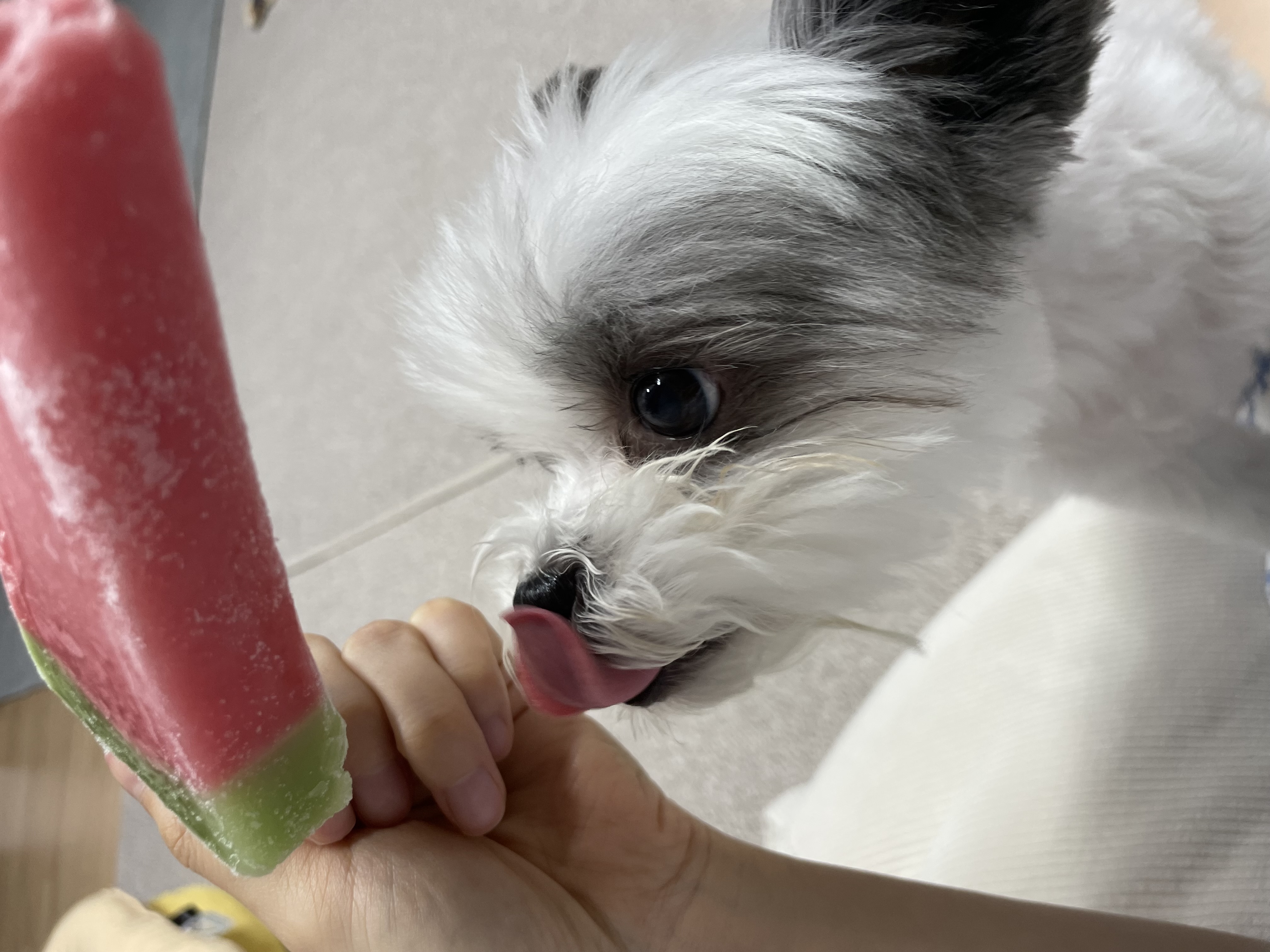 아산구조견 아뭉이 입양2주년 이야기