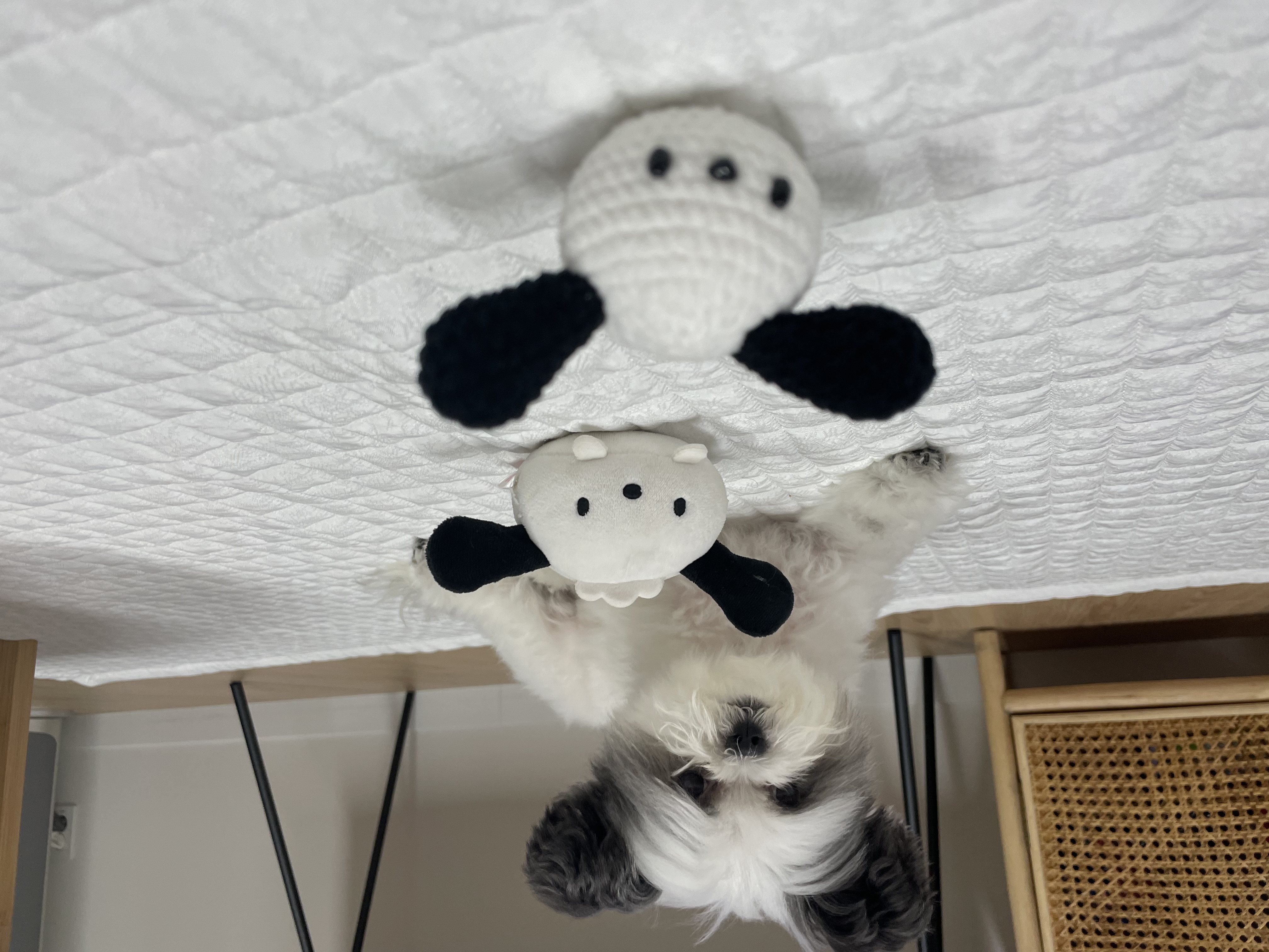 아산구조견 아뭉이 입양2주년 이야기