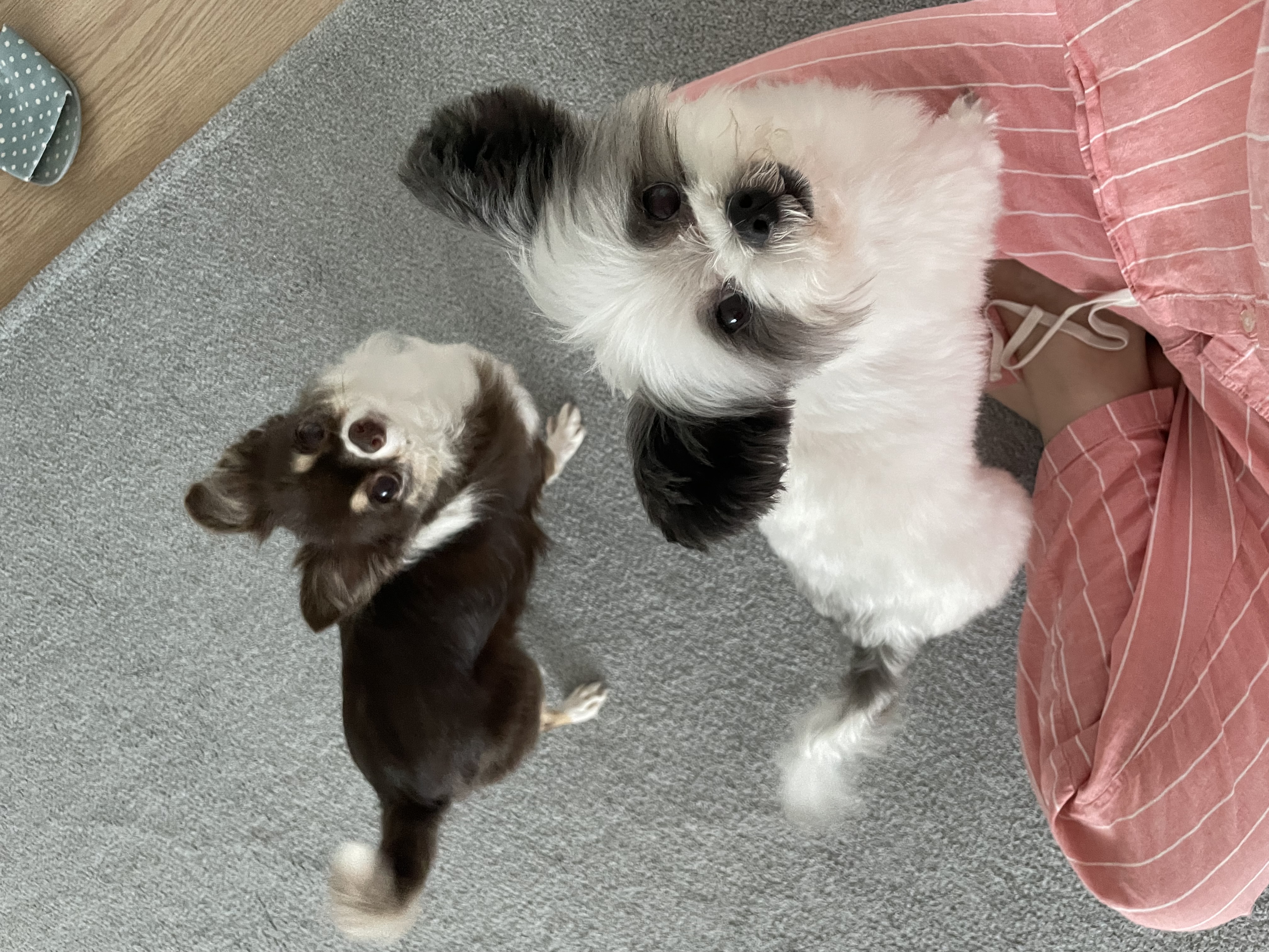 아산구조견 아뭉이 입양2주년 이야기