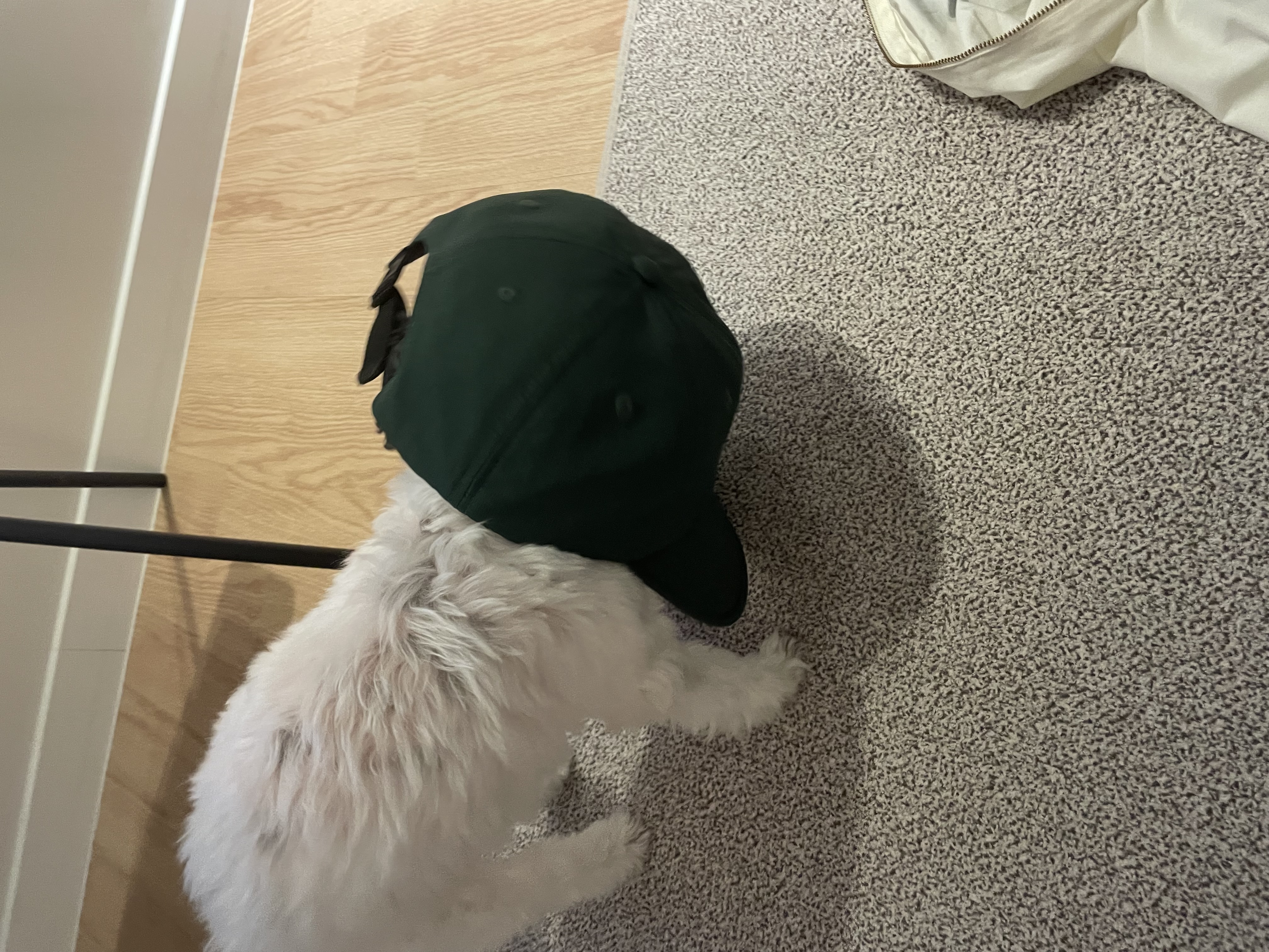 아산구조견 아뭉이 입양2주년 이야기