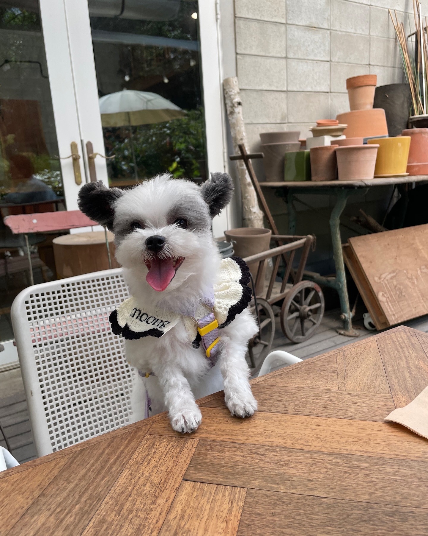 아산구조견 아뭉이 입양2주년 이야기