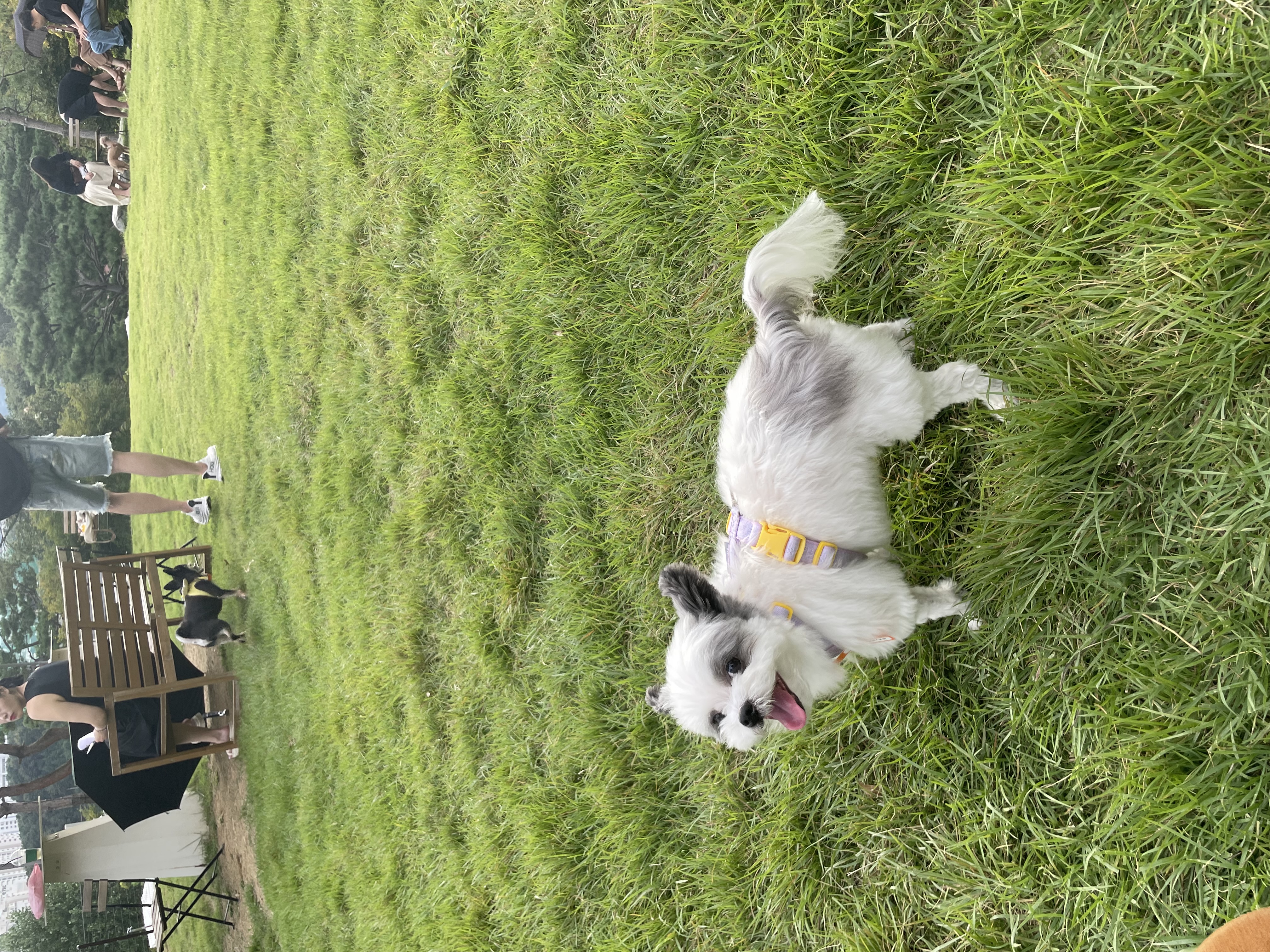 아산구조견 아뭉이 입양2주년 이야기