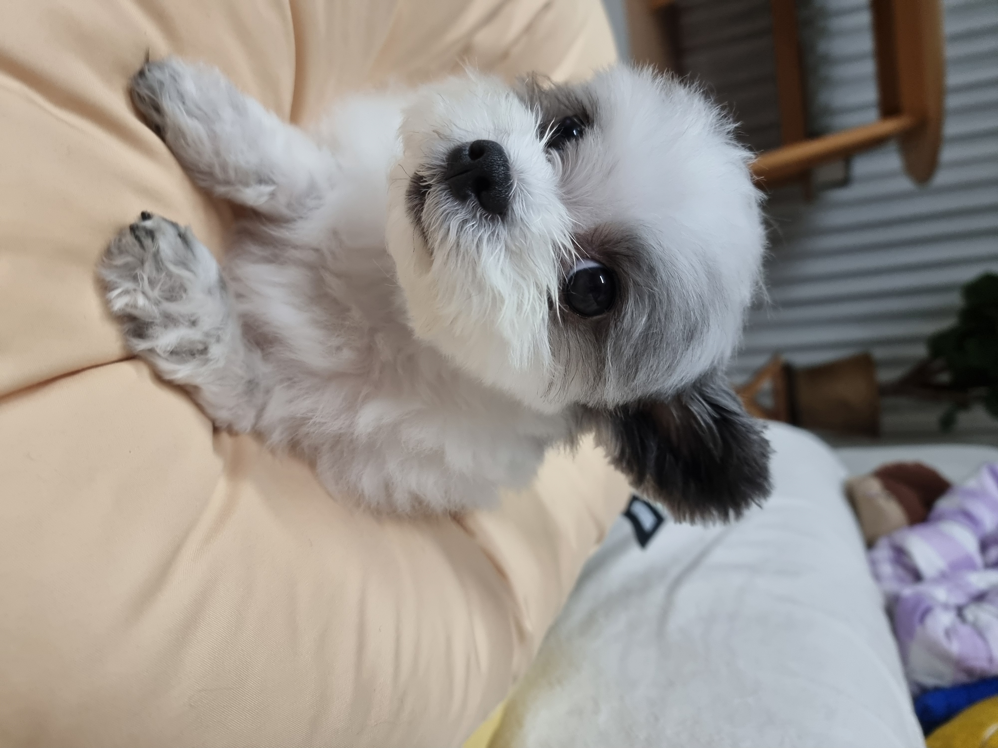 아산구조견 아뭉이 입양2주년 이야기